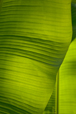 Tendril